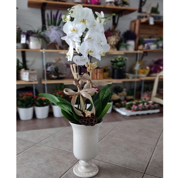 Özel Cam Vazoda Orkide Resim 1