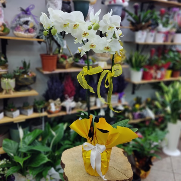 Antalya Çiçek  Çift Dal Beyaz Orkide(Büyük Boy)-zc288