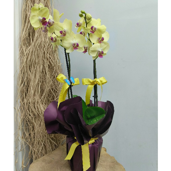  Antalya Çiçek Gönder Çift Dal Sarı Orkide-zc524
