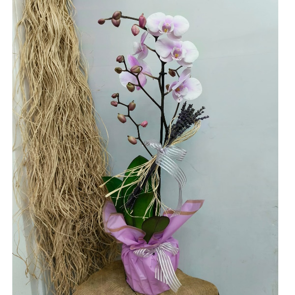 Antalya Çiçekçi Özel Seri İthal Orkide-zc515