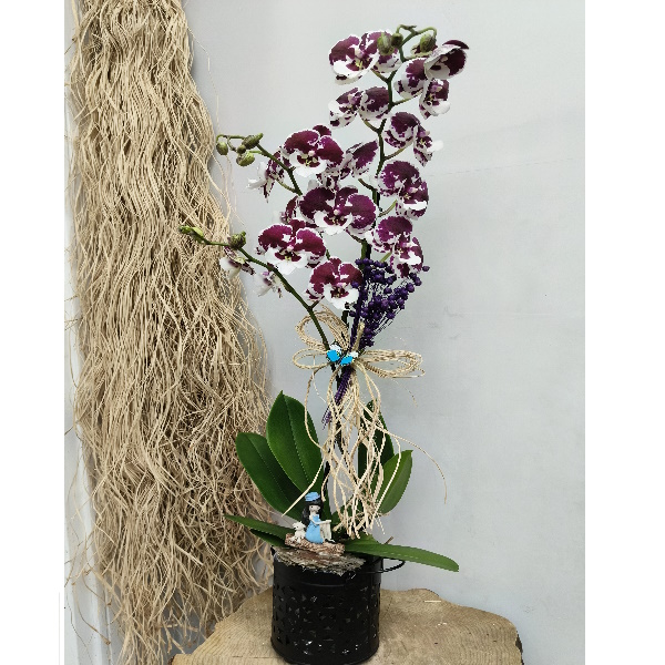  Antalya Çiçek Siparişi Özel Seri Premium Orkide-zc507