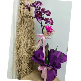  Antalya Çiçek Gönder Özel  Seri  İthal  Orkide-zc289