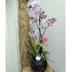  Antalya Çiçekçiler Özel Seri Premium İthal Orkide-zc383 