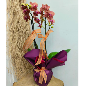  Antalya Çiçek Gönder İthal Premium  Orkide-zc252