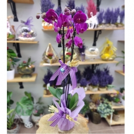  Antalya Çiçekçiler Çift Dal Orkide Özel Seri 80 cm-zc170
